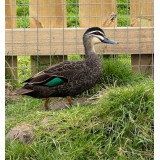 Pacific Black Duck